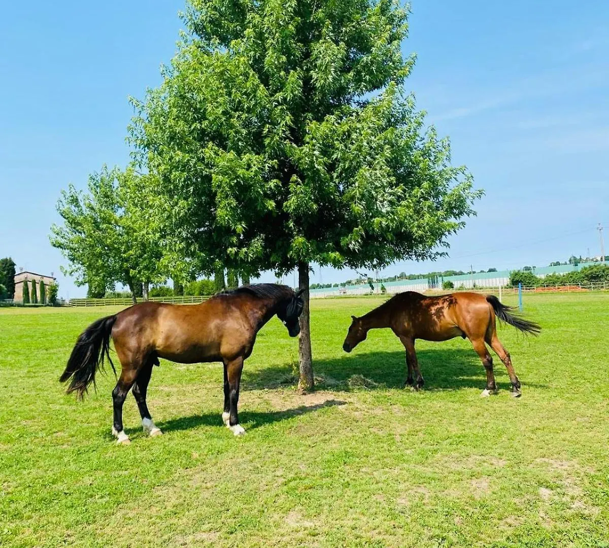 Tenuta Oasi Del Cavallo ソンマカンパーニャ アパート