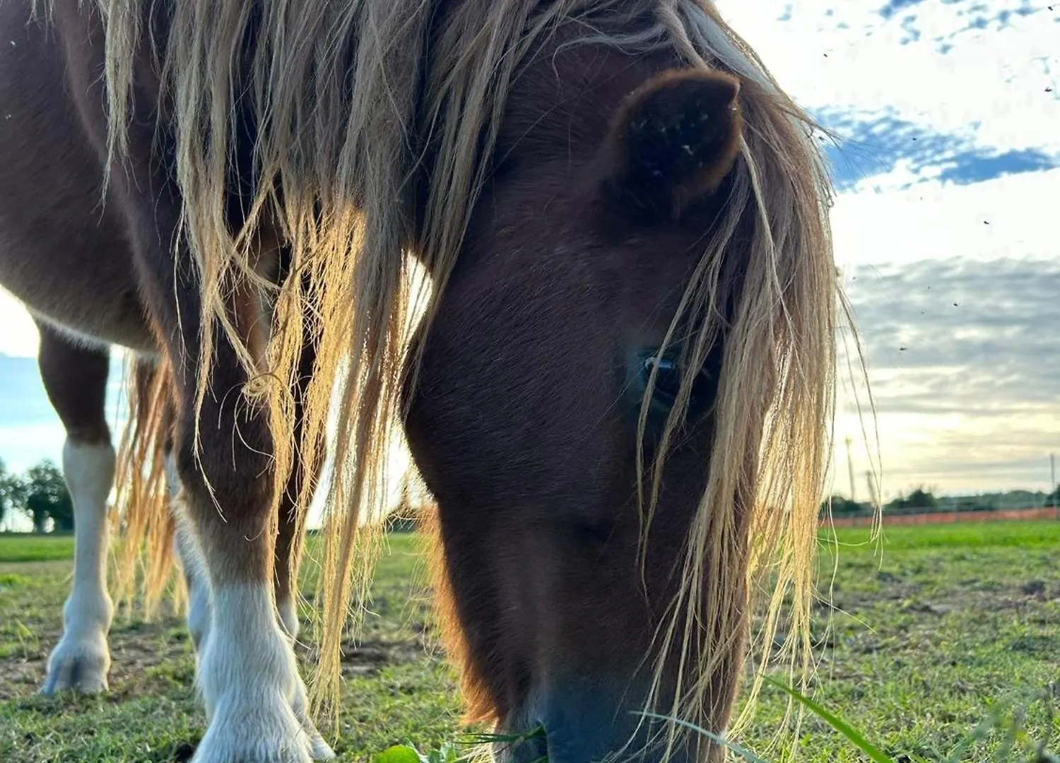 Tenuta Oasi Del Cavallo ソンマカンパーニャ アパート
