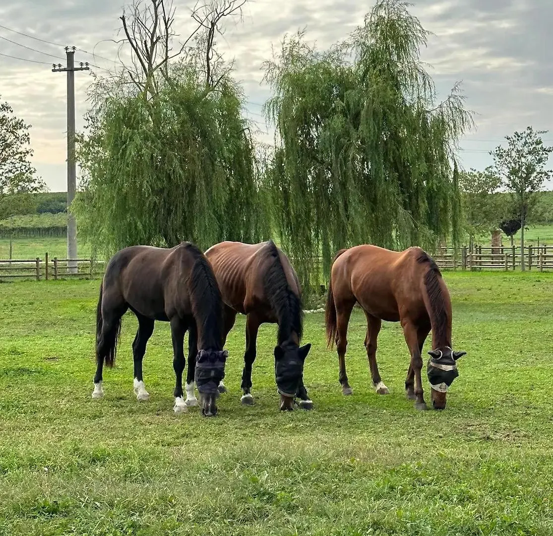 Tenuta Oasi Del Cavallo ソンマカンパーニャ